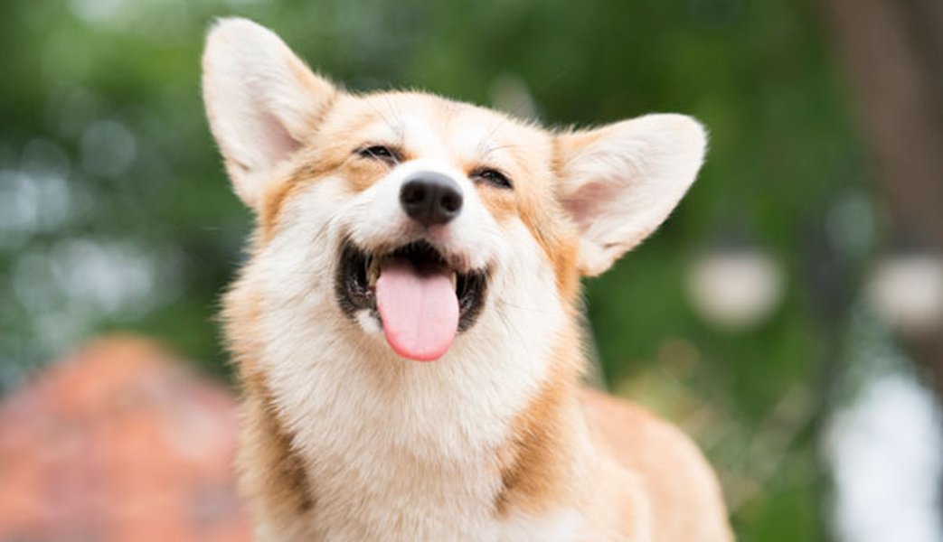 CONSULTE OS ESTABELECIMENTOS AMIGOS DO SEU ANIMAL DE ESTIMAÇÃO ILUNION Hotels