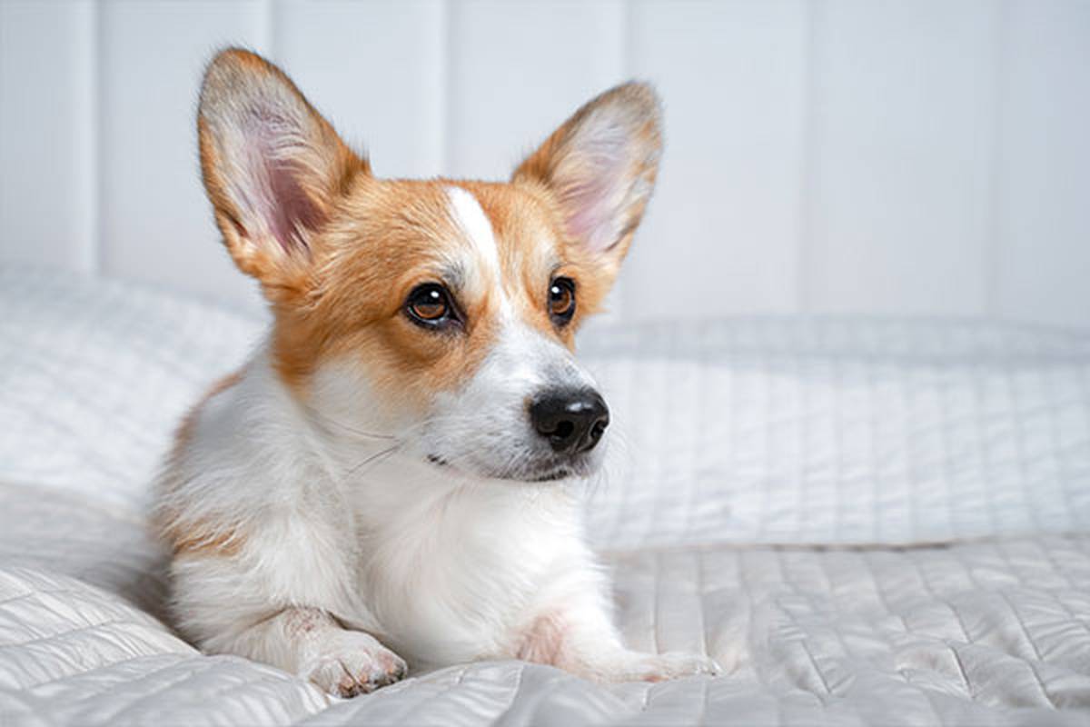1. DE SELECIONAR UM QUARTO PET FRIENDLY ILUNION Hotels