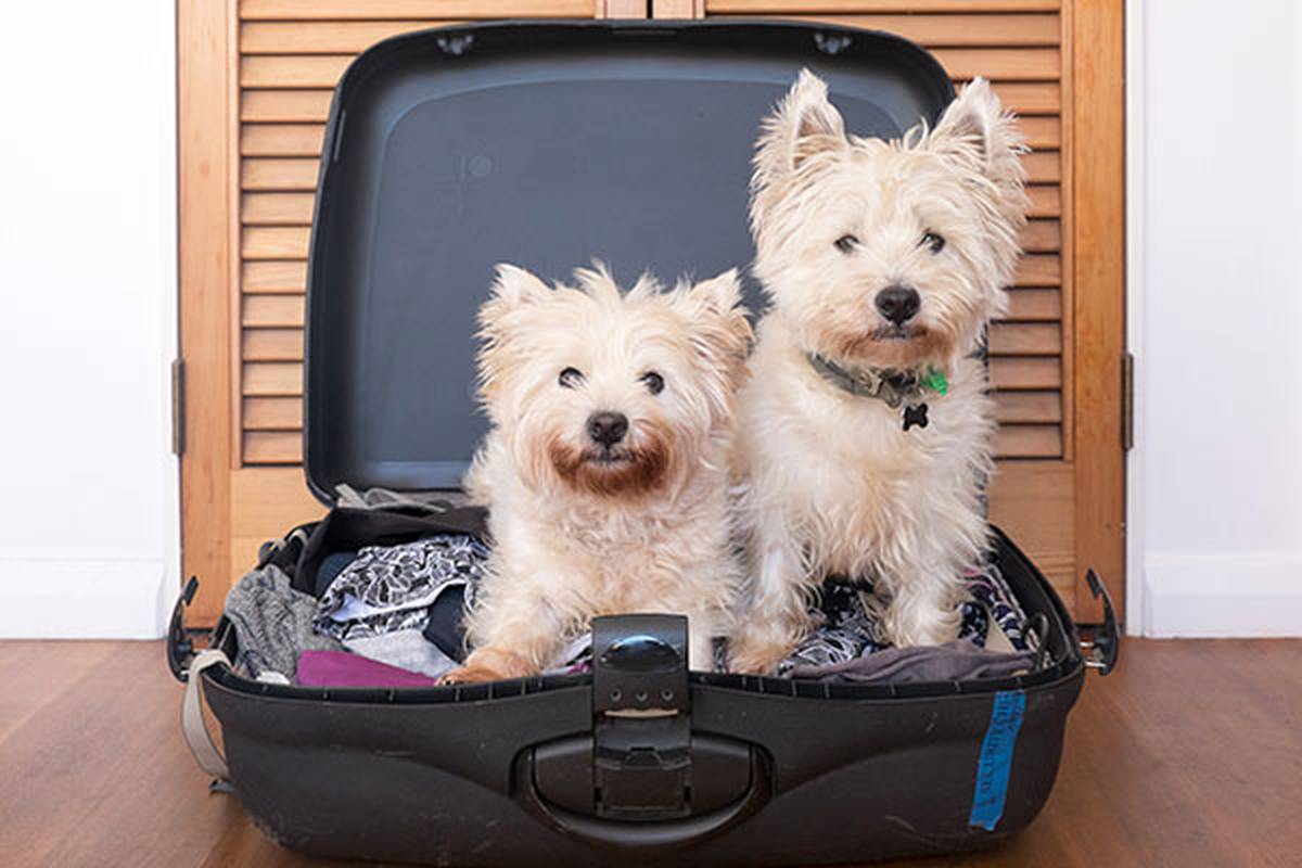 2. DE NOS INFORMAR SOBRE O SEU ANIMAL DE ESTIMAÇÃO ILUNION Hotels