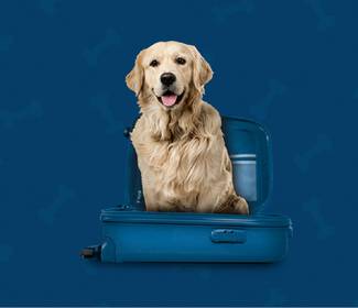 Somos amigos dos animais de estimação Hotel ILUNION Barcelona Somos amigos dos animais de estimação Hotel ILUNION Barcelona